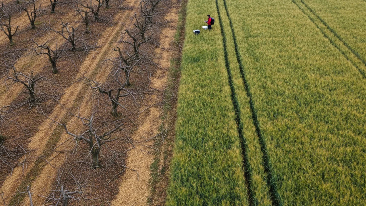 Imatge genèrica d'un camp de fruiters afectat per danys, amb un dron agrícola en segon pla.