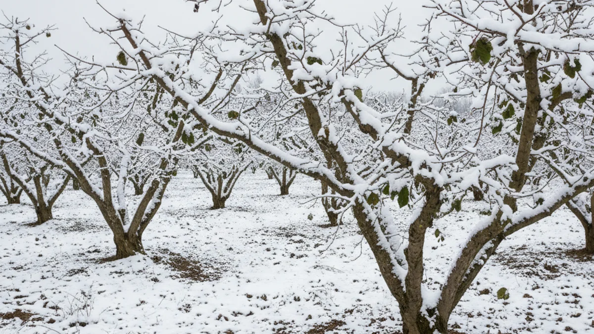 Camps de cultius llenyosos coberts per una fina capa de neu al Camp de Tarragona, amb branques d'avellaner visibles.