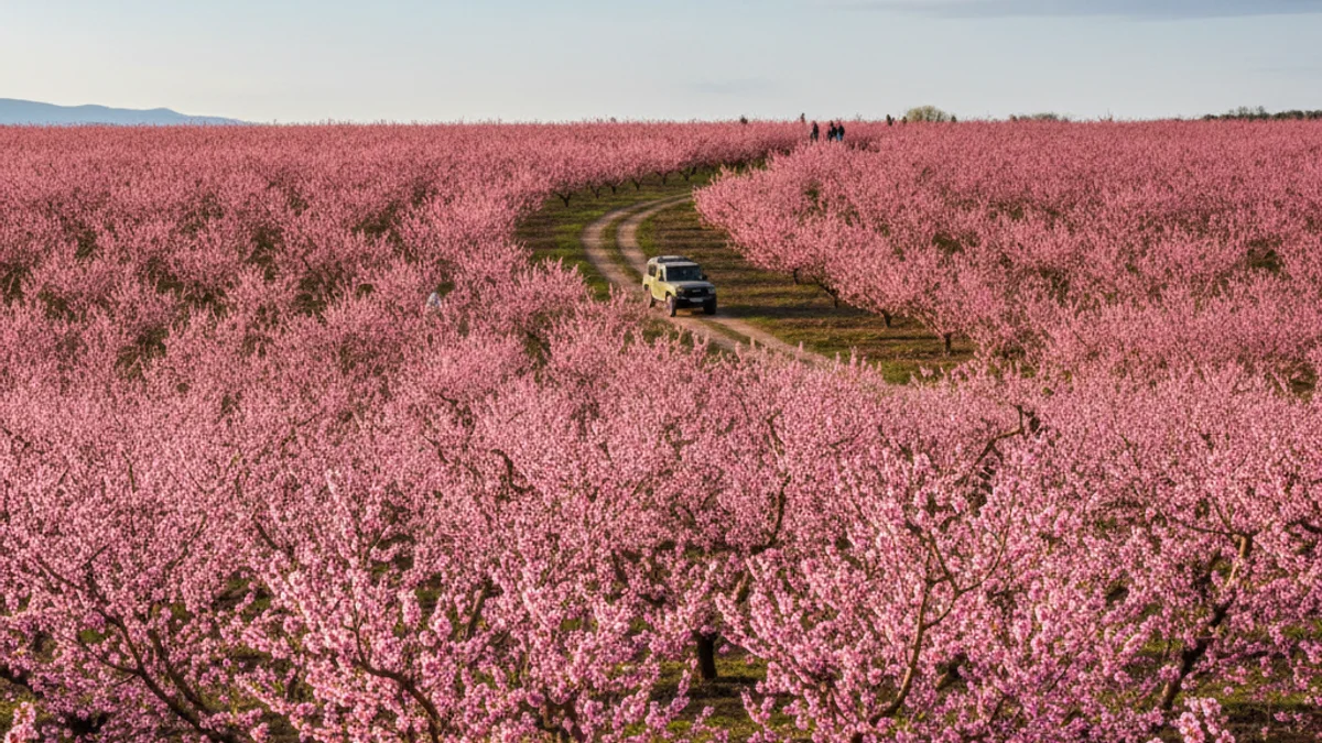 Imatge genèrica dels camps de presseguers en flor a Aitona formant un mantell rosa.