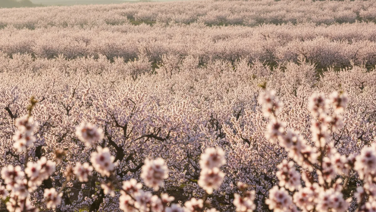 Generic image of almond trees in bloom during spring.