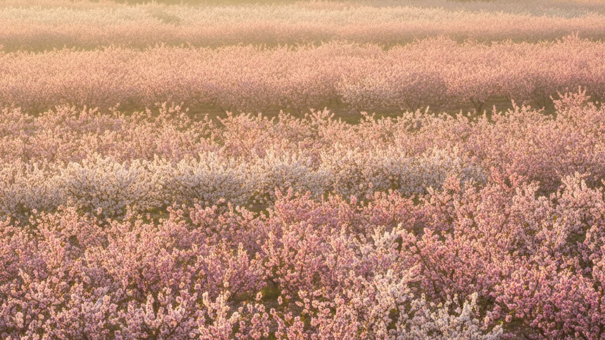 Imatge genèrica de camps de fruiters en flor durant la primavera al Segrià.