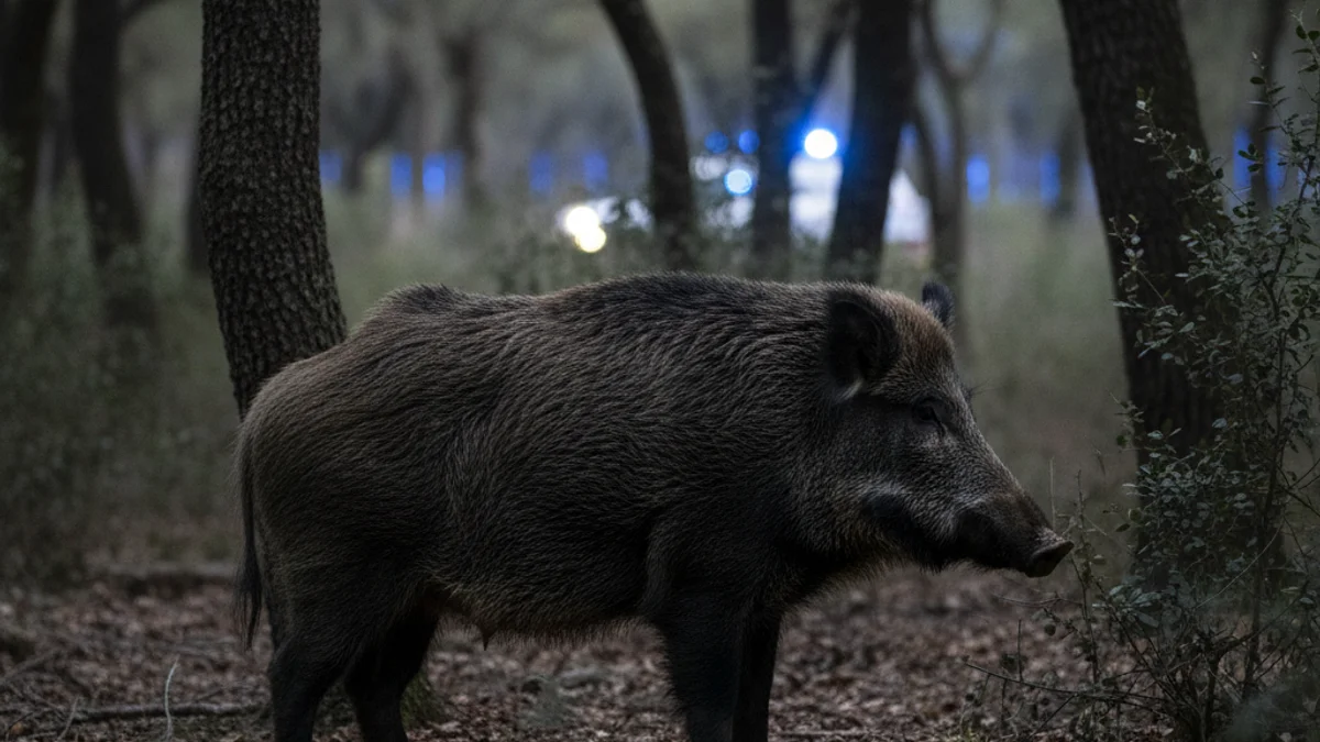 Imatge genèrica d'un senglar en un entorn forestal nocturn.