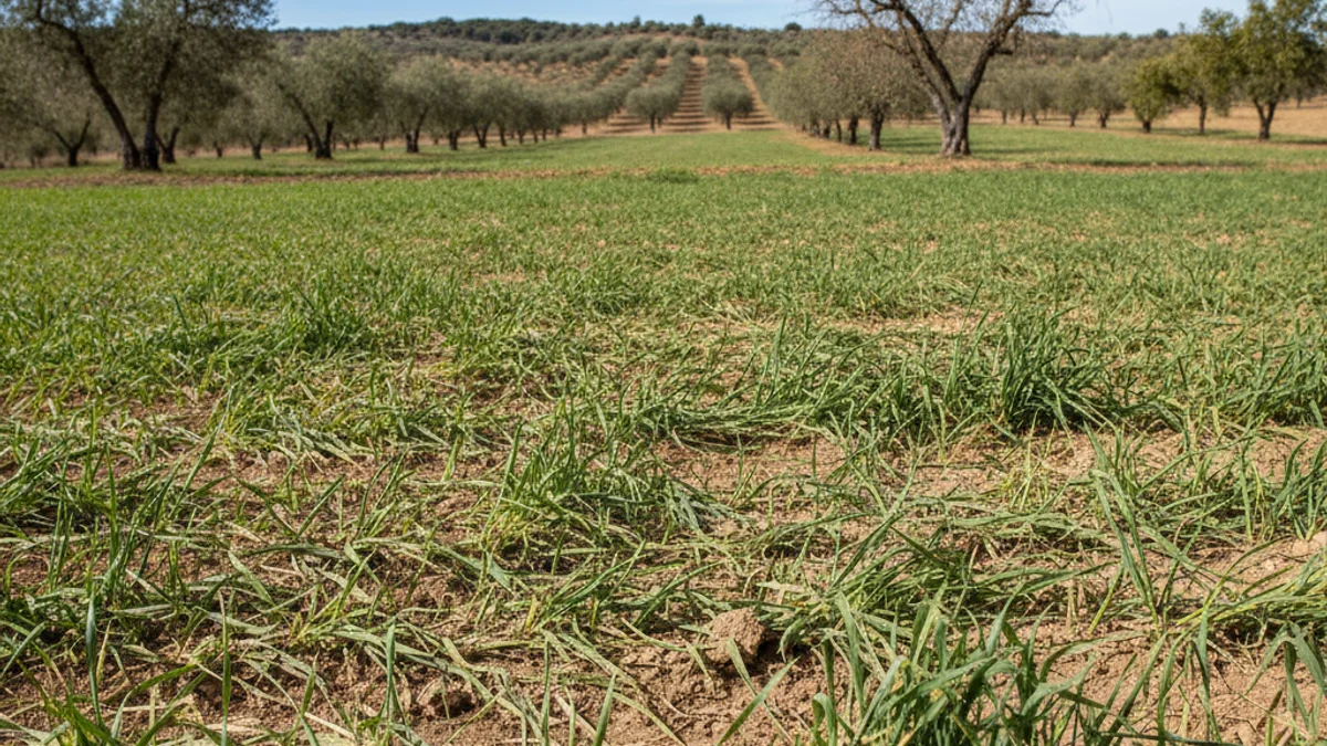 Generic image of a cultivated field with cereal shoots damaged by wildlife.