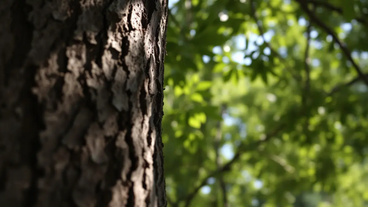 Imatge genèrica d'un arbre amb el tronc texturat i fulles verdes.