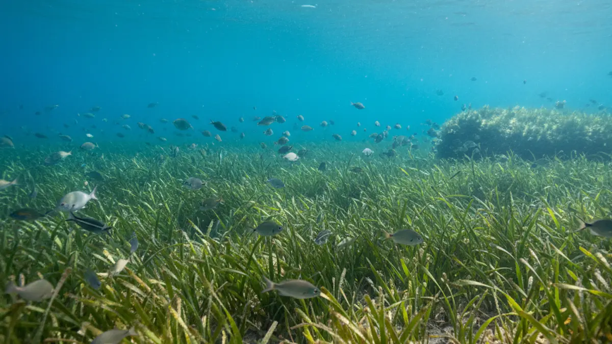 Imatge genèrica de praderies de posidònia oceànica sota l'aigua, amb peixos petits i llum solar filtrant-se.