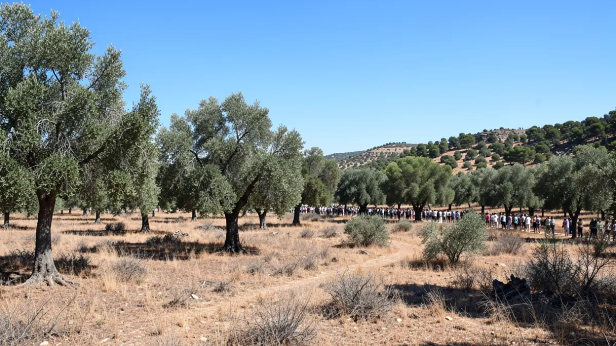 Imagen genérica de bosque mediterráneo seco con vegetación marchita bajo un sol intenso de verano.