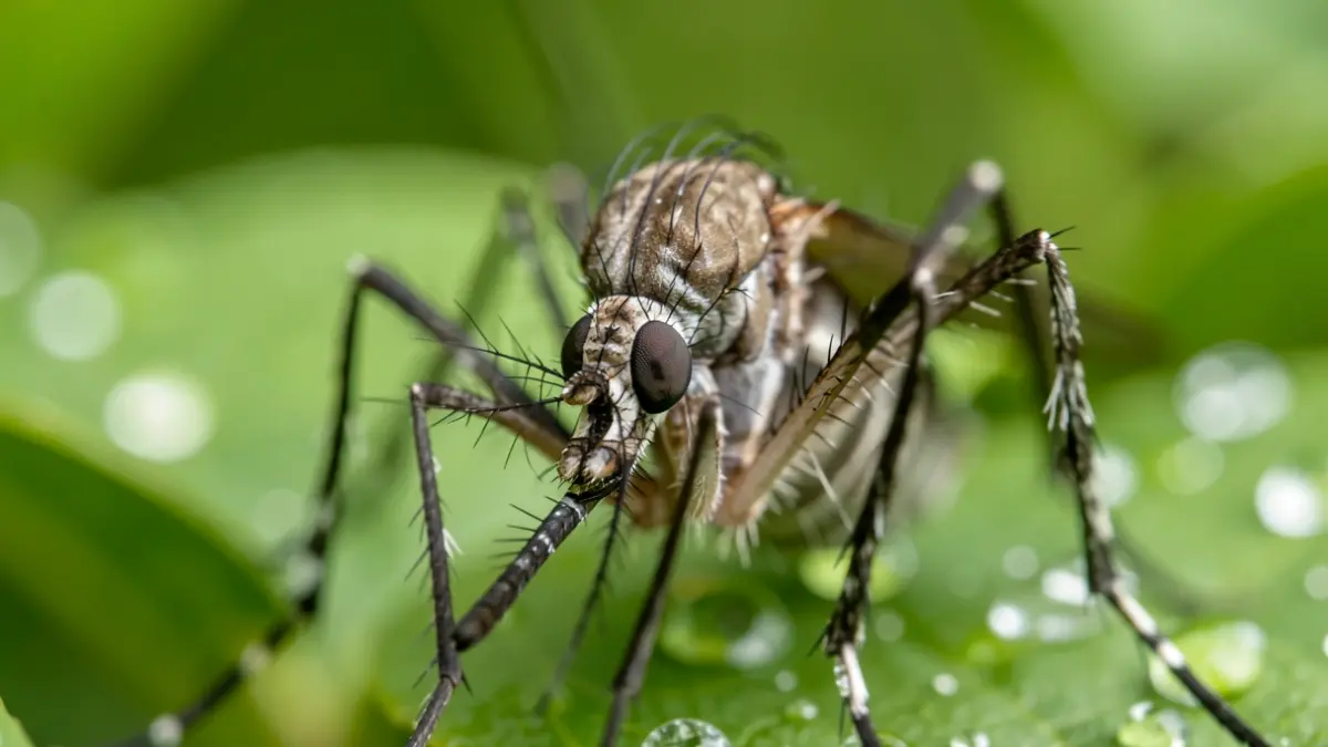 Mosquit tigre detallat sobre fulles verdes.