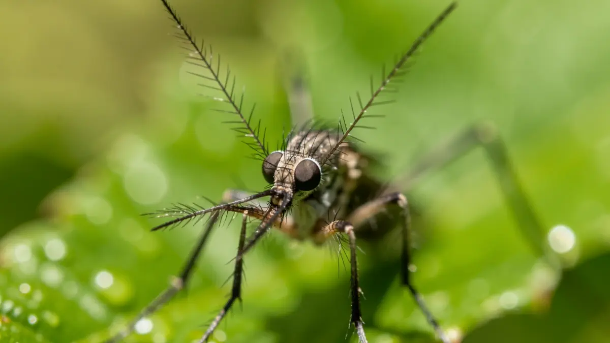 Primer pla d'un mosquit tigre amb detall de les seves antenes i ulls compostos.
