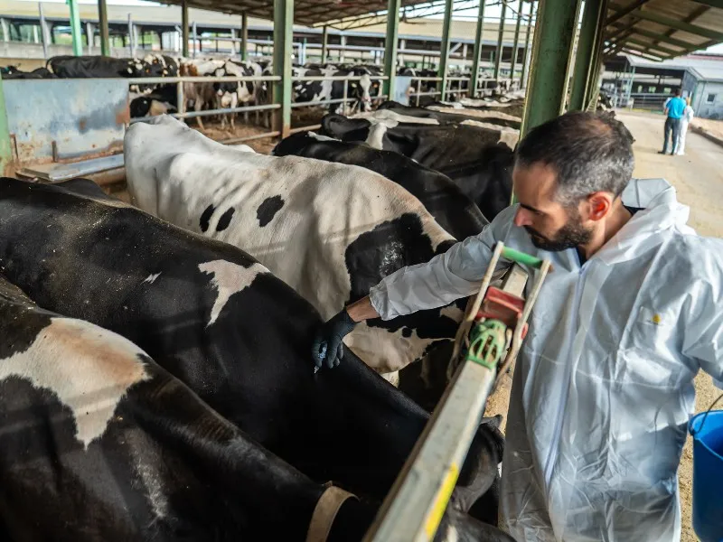 Agricultura destina 5,5 milions d'euros en ajuts per les pèrdues del sector boví per la dermatosi nodular