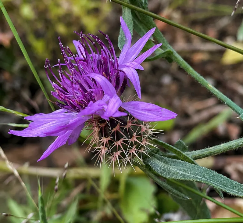 Descobreixen una planta vulnerable i un híbrid desconegut a Barcelona al Montjuïc