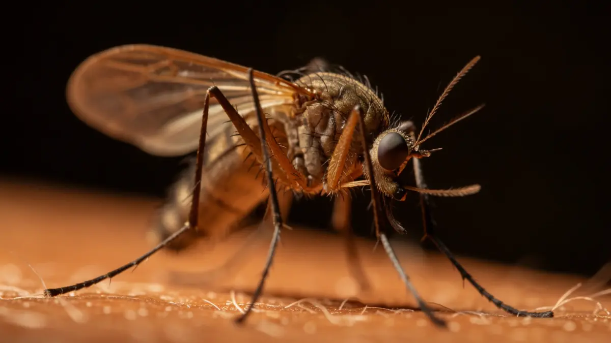 Imatge genèrica de mosquits detallats amb llum càlida.