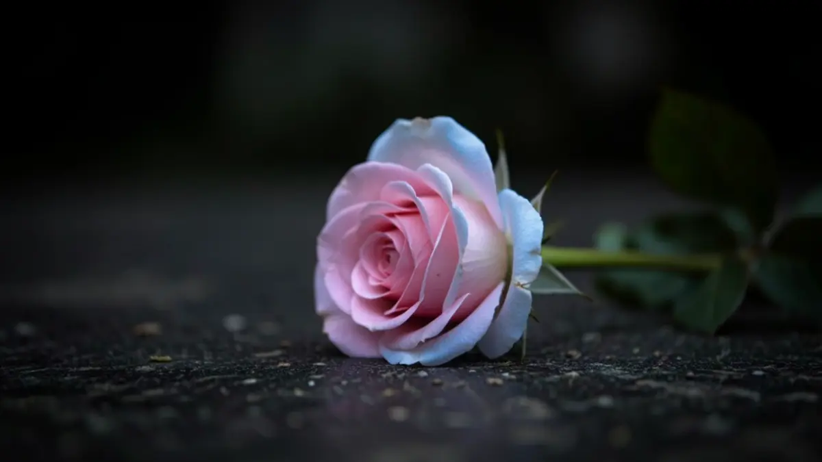 Imagen genérica de dos rosas, una rosa y una azul, sobre una superficie oscura.